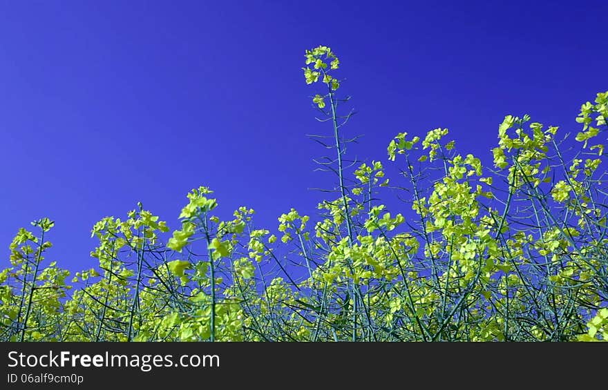 Rape field canola in summer blue sky