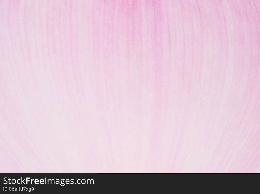 Pink lotus Background (Nelumbo nucifera )