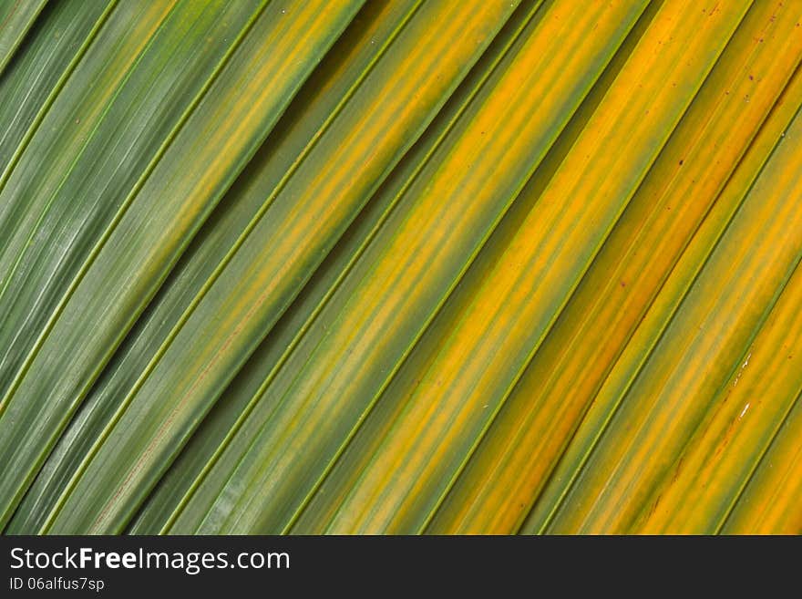 Yellow and green palm leaf background