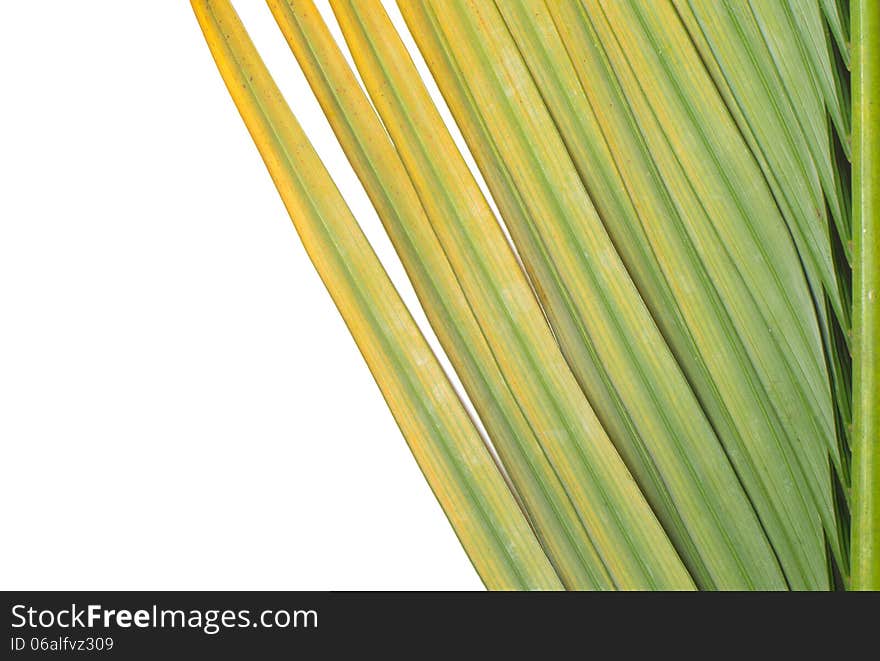 Yellow and green palm leaf isolated on white background. Yellow and green palm leaf isolated on white background