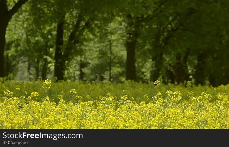 Rape field canola in summer