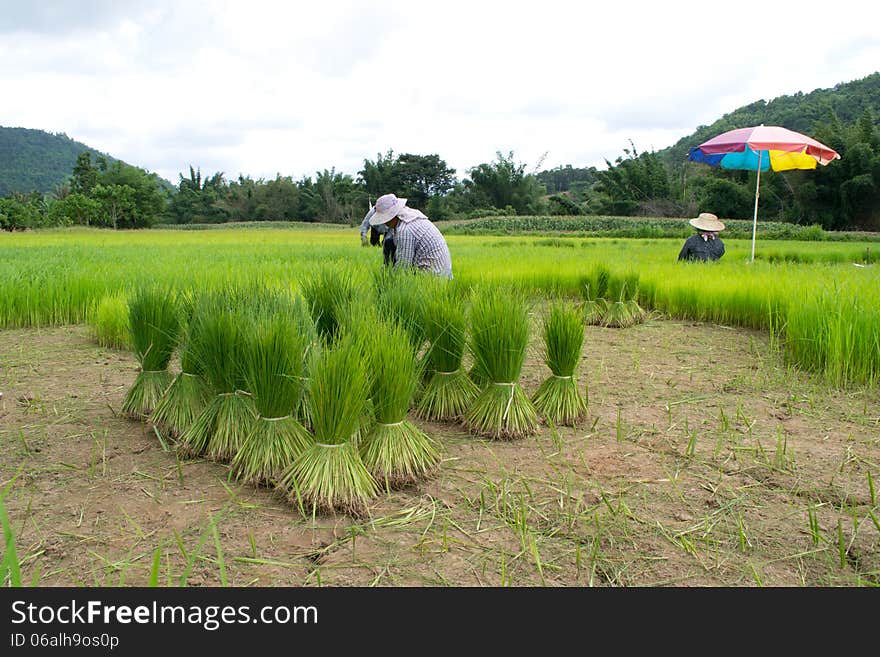 Rice cultivation in Loei, Thailand