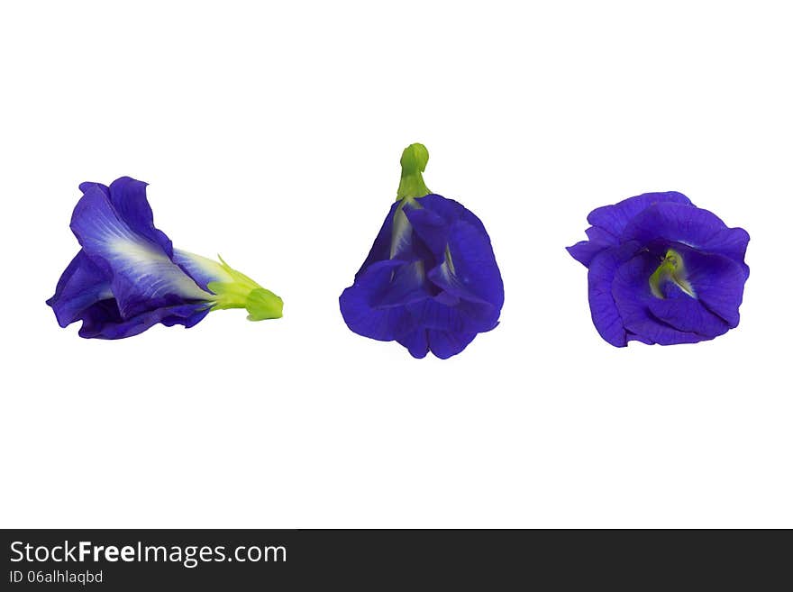 Butterfly pea flower isolated on white background.