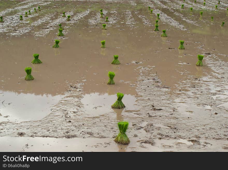 Rice cultivation