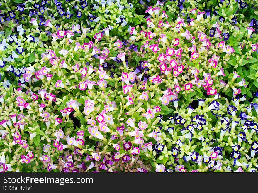 Torenia flower