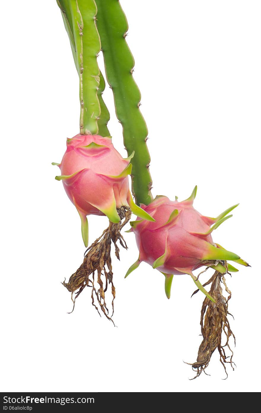 Dragon fruit hanging on tree isolated on white background