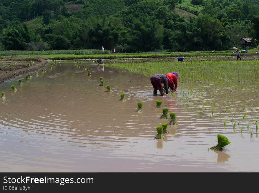 Rice cultivation