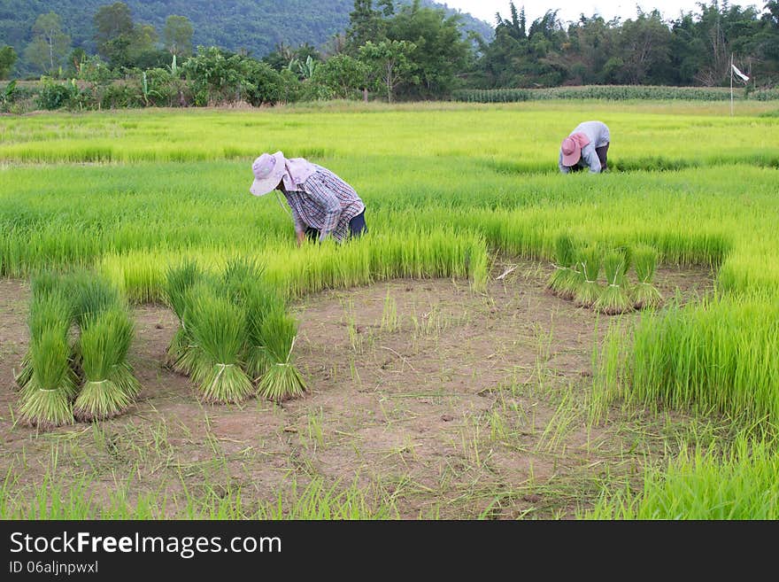 Rice cultivation in Loei, Thailand