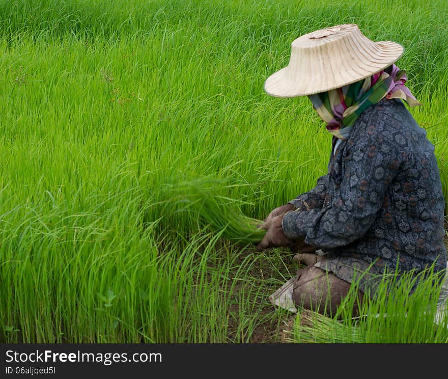 Rice cultivation in Loei, Thailand