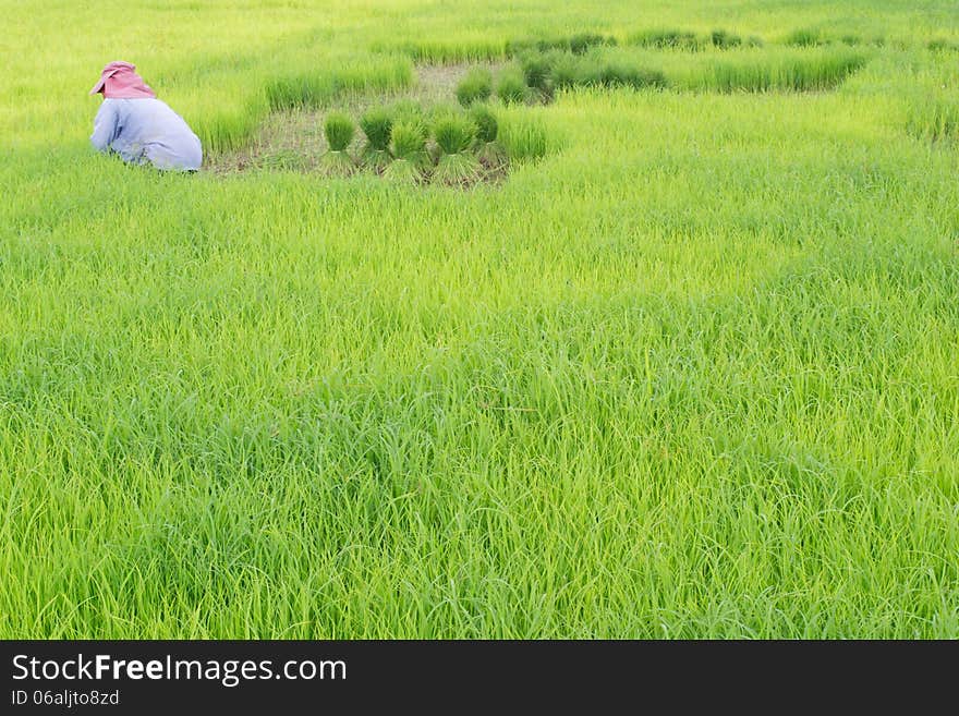 Rice cultivation in Loei, Thailand