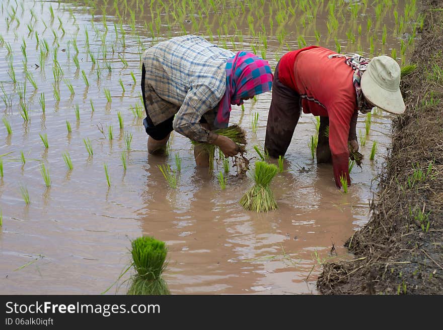 Rice cultivation in Loei, Thailand