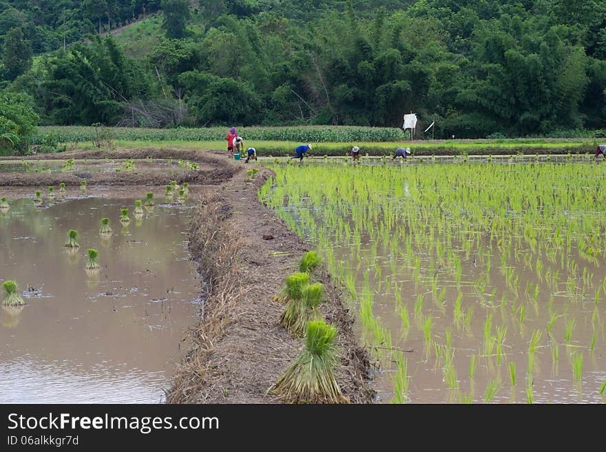 Rice cultivation