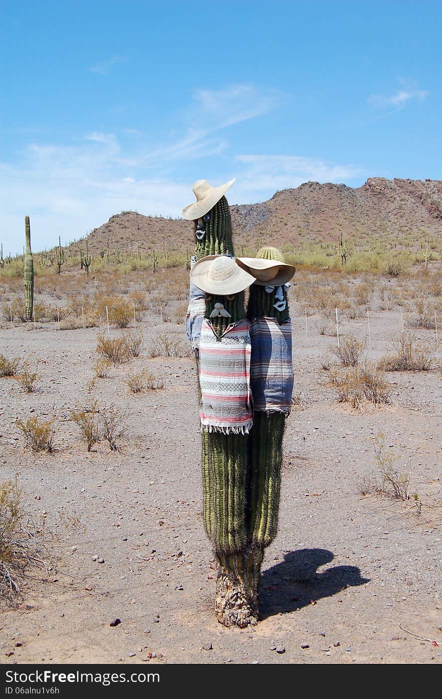 3 Amigos Cactus