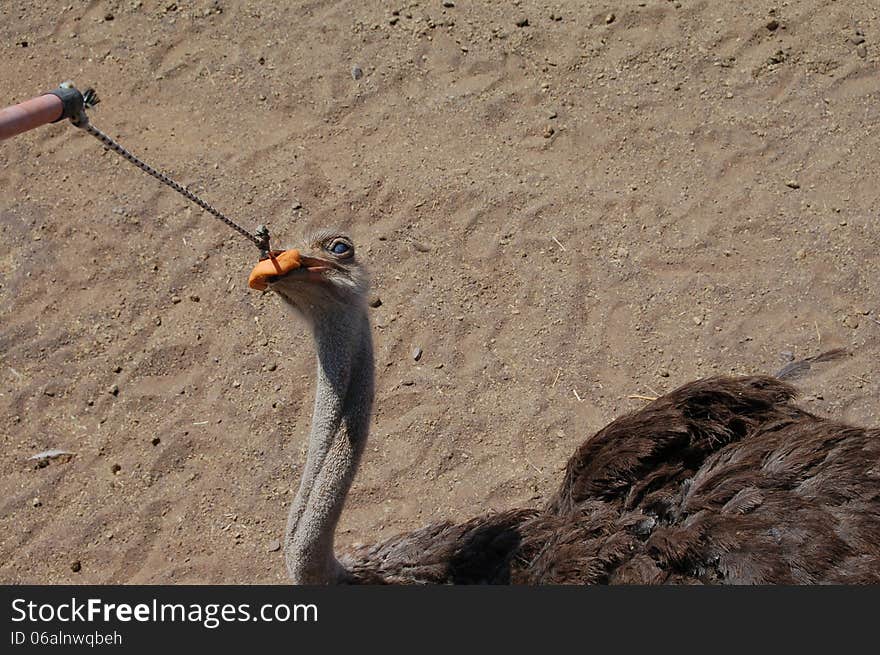 Ostrich eating an orange