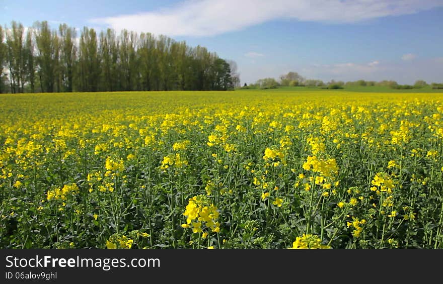 Shot of canola in 1080p in summer. Shot of canola in 1080p in summer