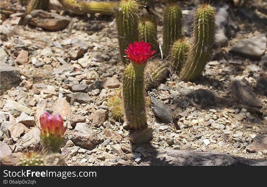 A single cactus in bloom in the desert.
