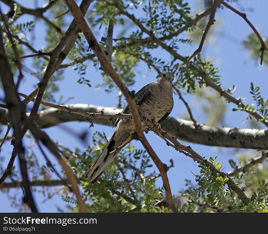 A rock Dove perched on high in a tree.