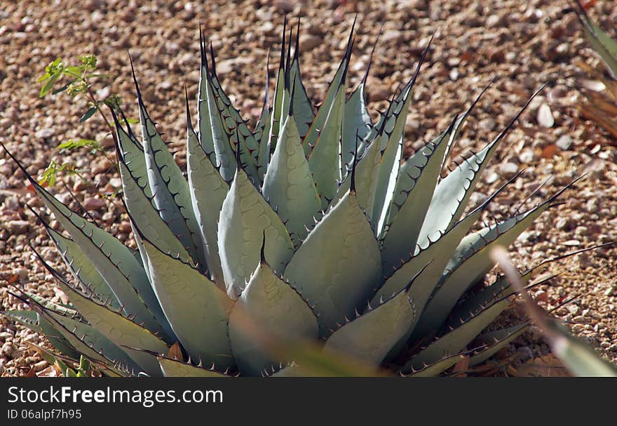 A aloe brebifolia plant