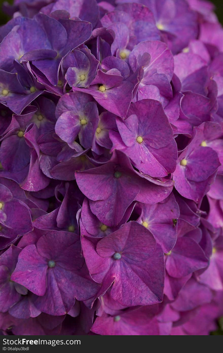 Changing Hydrangea