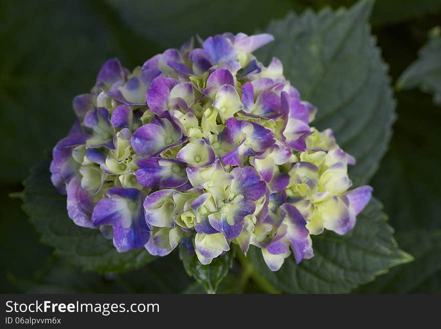 Purple and White Hydrangea