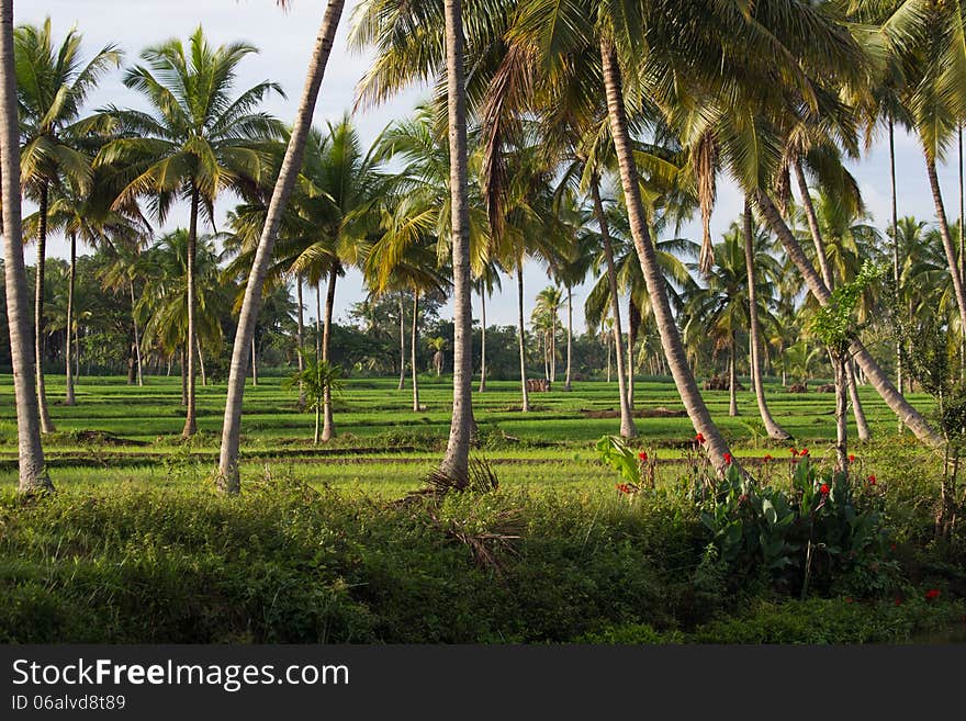 A farm of palm trees