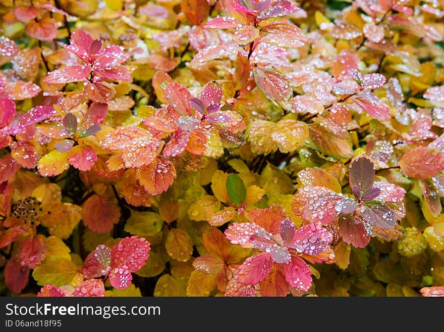 Rain On Leaves I