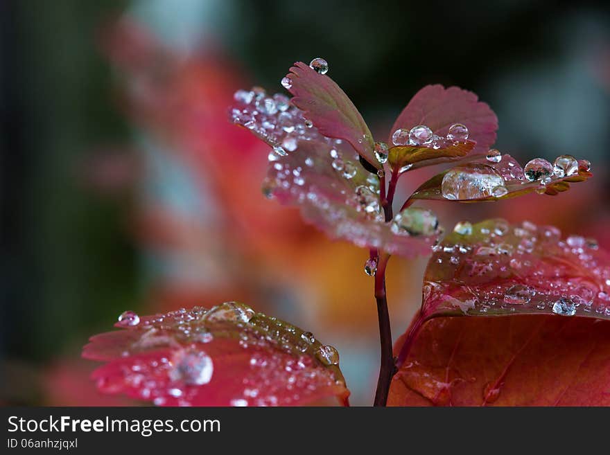 Rain On Leaves III