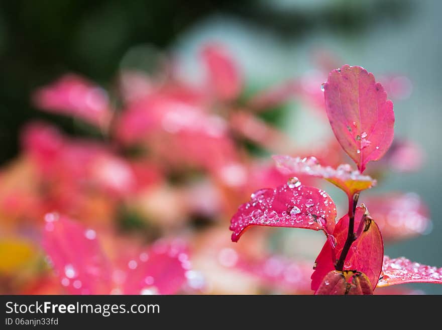 Rain on leaves V