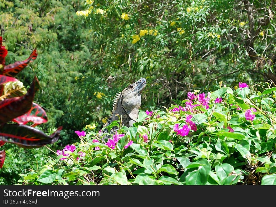 Photo of iguana on a bougainvillea shrub, Costa Rica