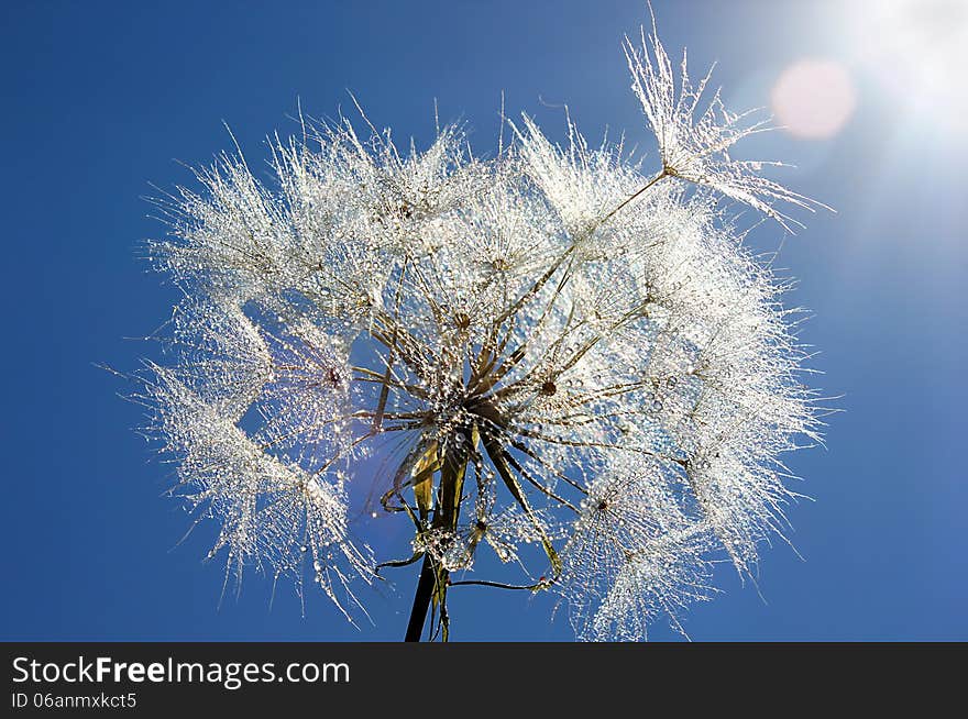 Dandelion With Drops Of Dew