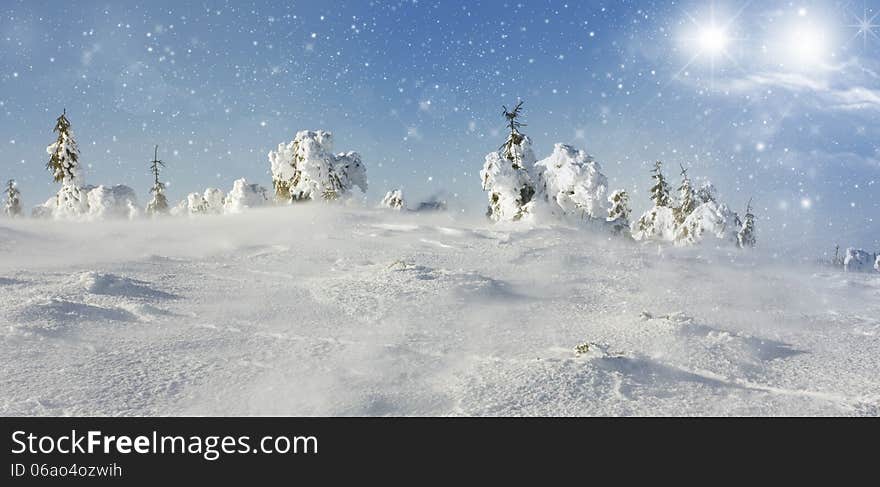 Pine trees cowered with snow in the snowfall. Pine trees cowered with snow in the snowfall