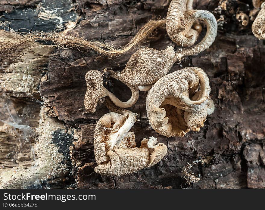 Dried Mushrooms On A Tree