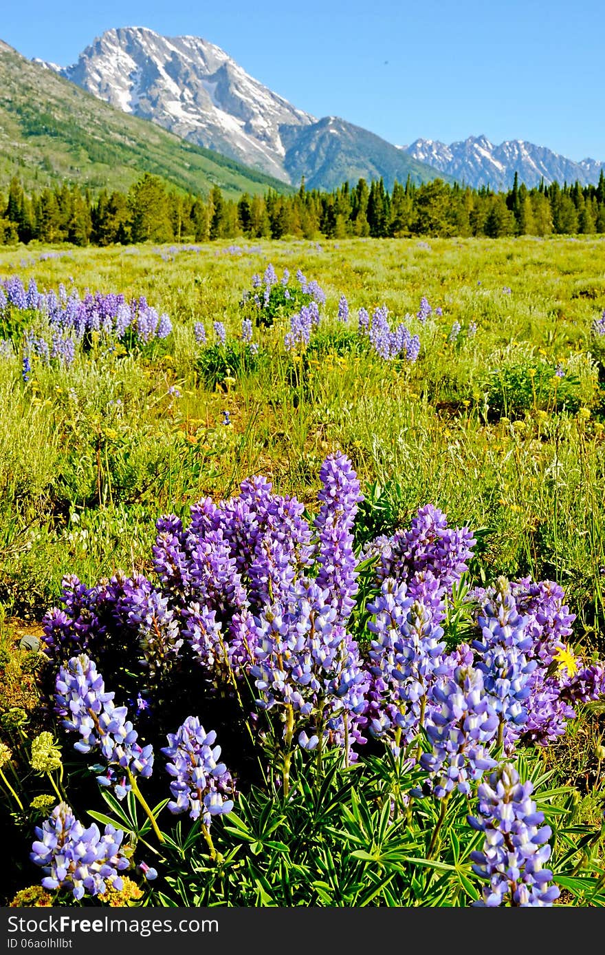 Purple Lupine Bloom At The Base Of A Snow Covered Mountain.