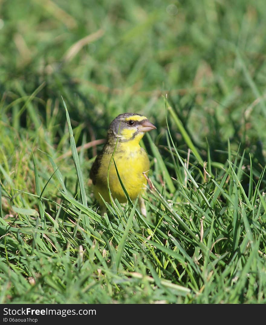 Yellow-fronted Canary on grass, Hawaii