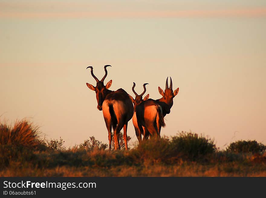 A trio of Red Hartebeest antelope against a pink African skyline at sunset. A trio of Red Hartebeest antelope against a pink African skyline at sunset.