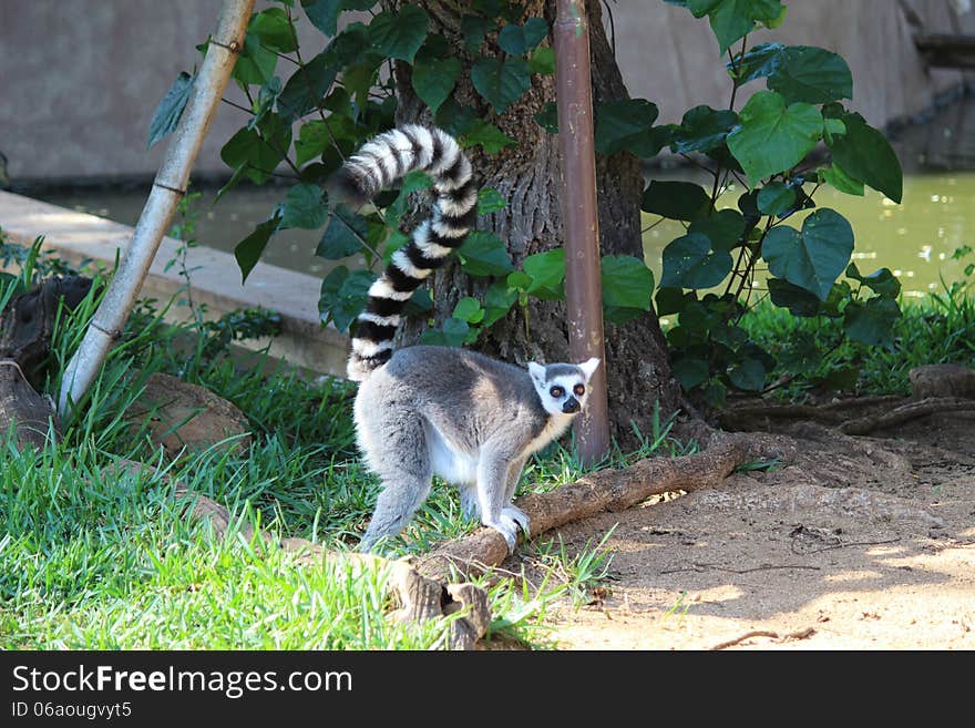 Lemur