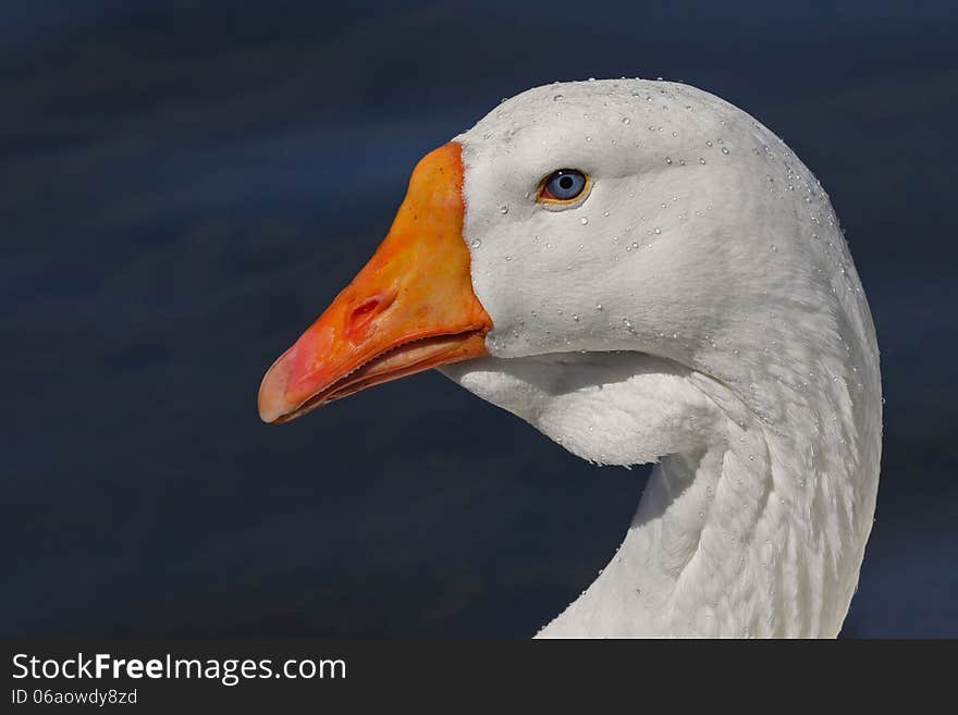 White Goose Portrait