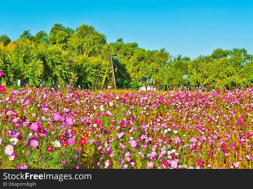 The photo taken in China's heilongjian province daqing city,daqing oil field.The time is September 18, 2013. The photo taken in China's heilongjian province daqing city,daqing oil field.The time is September 18, 2013.