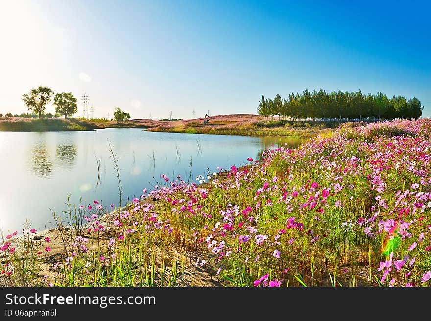 The lake and flowers