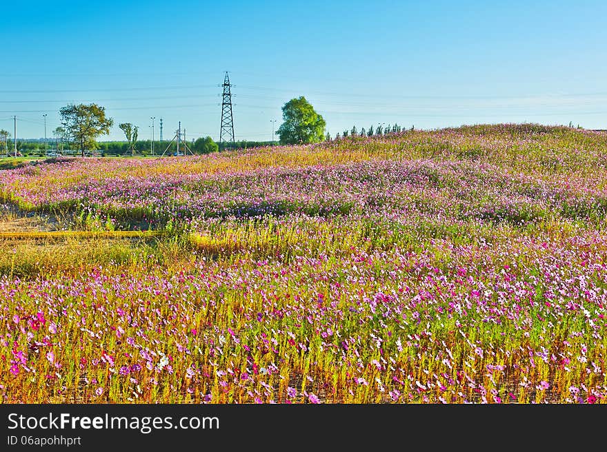 The photo taken in China's heilongjian province daqing city,daqing oil field.The time is September 18, 2013. The photo taken in China's heilongjian province daqing city,daqing oil field.The time is September 18, 2013.