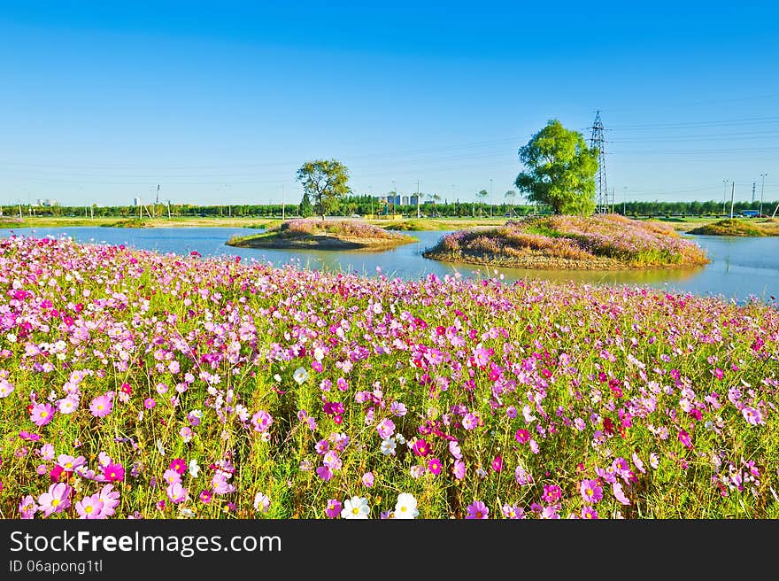 The perennial coreopsis and trees