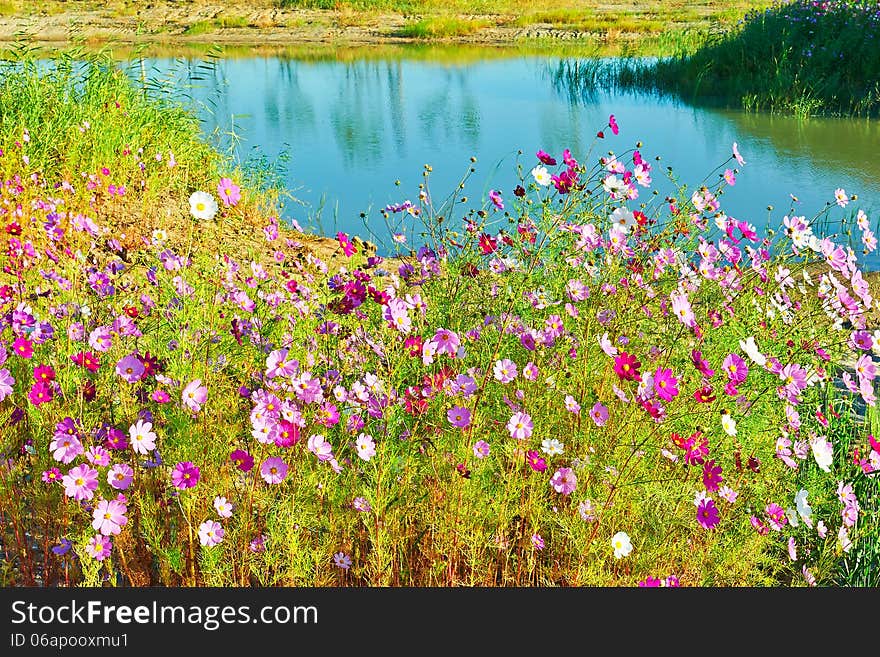 The photo taken in China's heilongjian province daqing city,daqing oil field.The time is September 18, 2013. The photo taken in China's heilongjian province daqing city,daqing oil field.The time is September 18, 2013.