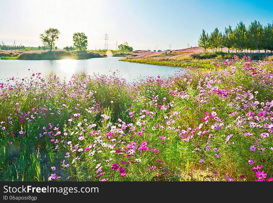 The cosmos bipinnatus lakeside