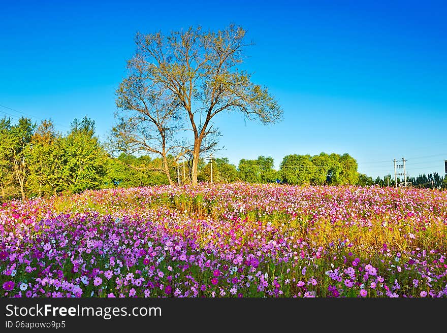 The trees and pink cosmos bipinnatus