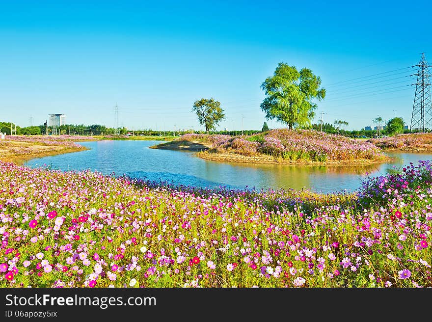 The flowers in clusters and trees lakeside