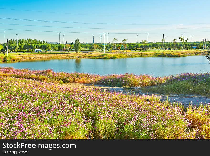 The flowers in clusters and lake