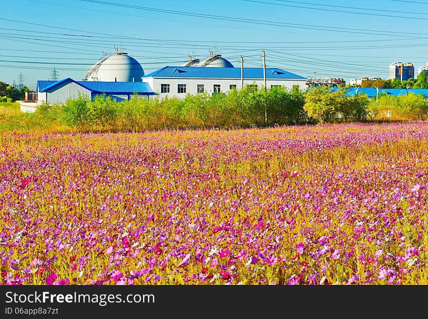 The photo taken in China's heilongjian province daqing city,daqing oil field.The time is September 18, 2013. The photo taken in China's heilongjian province daqing city,daqing oil field.The time is September 18, 2013.