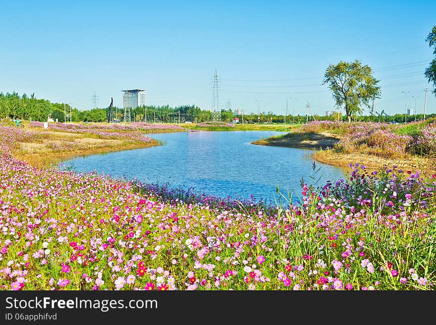 The blue lake and flowers in clusters