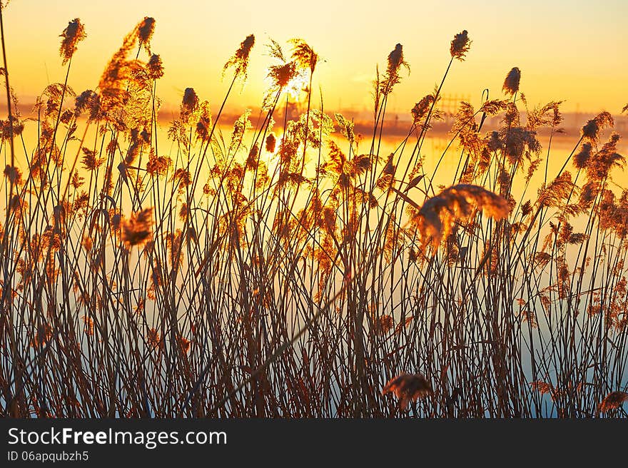 The reeds sunrise