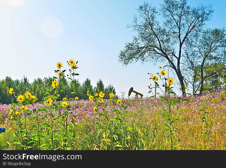 The photo taken in China's heilongjian province daqing city,daqing oil field.The time is September 18, 2013. The photo taken in China's heilongjian province daqing city,daqing oil field.The time is September 18, 2013.